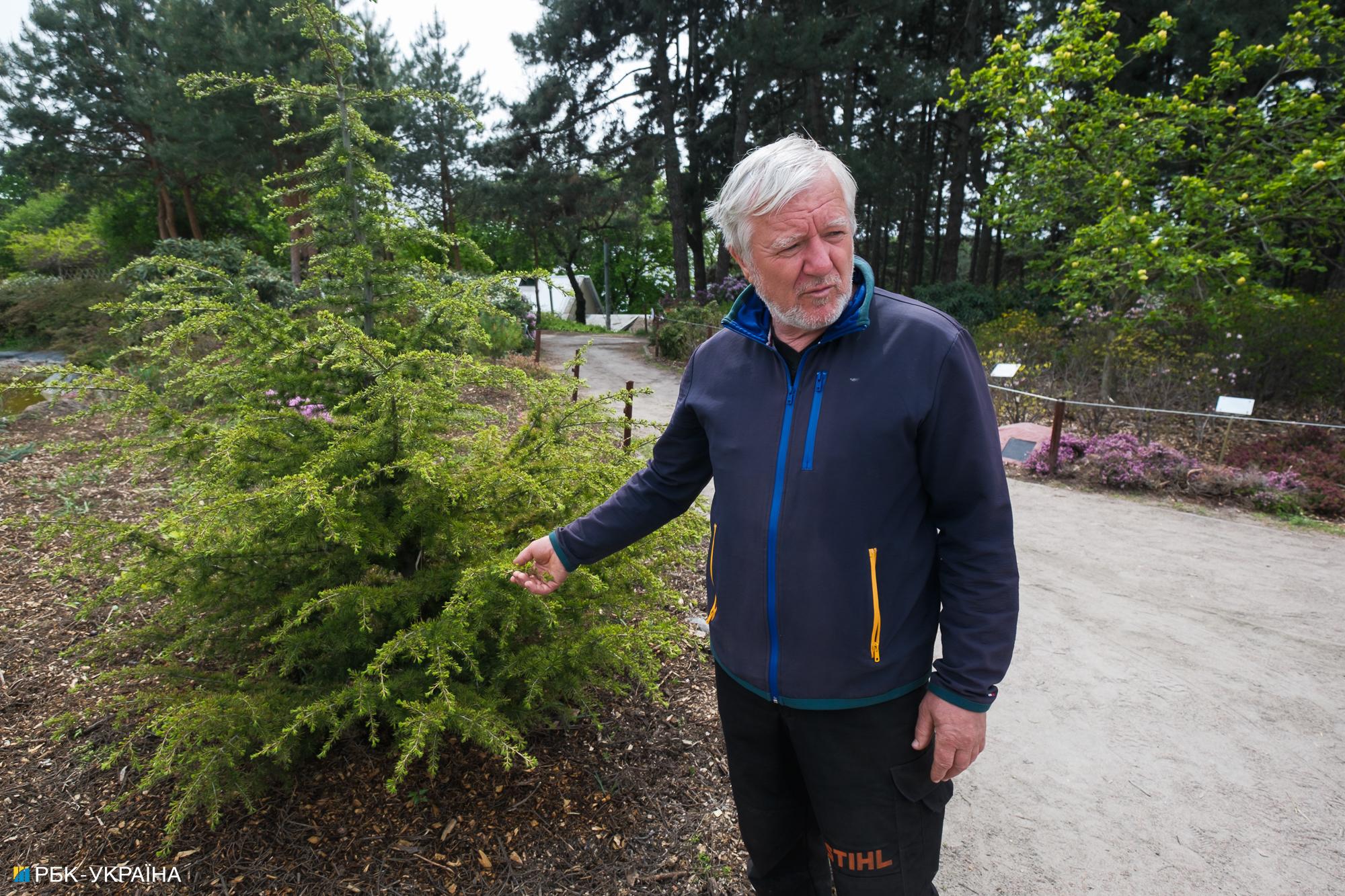 Бузок старіє, а кедр стане новим символом Києва, - Микола Шумик, Ботсад ім. Гришка